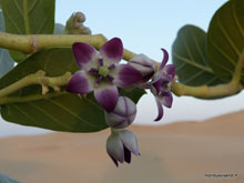 Fleur du désert de Thar- Inde